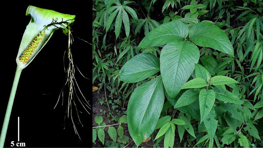 New 'Whip-Tailed' Cobra Lily Discovered in Mizoram Biodiversity Hotspot